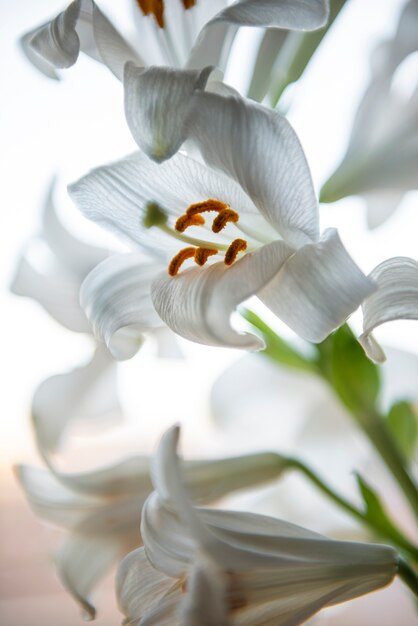 Schöne Blumenanordnung mit weißem Hintergrund