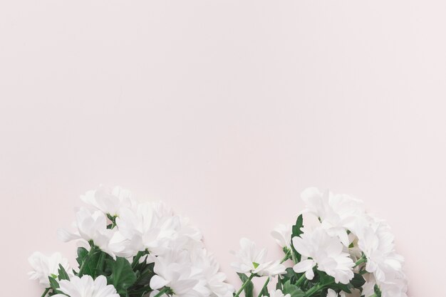 Schöne Blumensträuße des weißen Gänseblümchens
