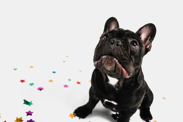 Schöne Bulldogge posiert mit Party-Elementen