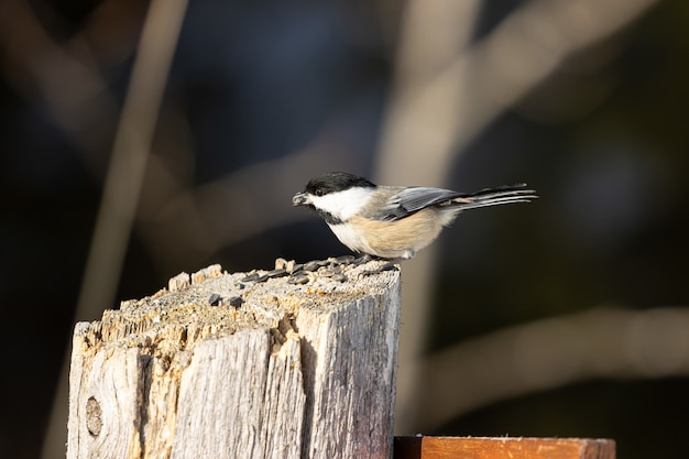 Schöne Carolina Chickadee, die auf einem hölzernen Baumstamm ruht