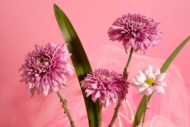 Schöne Chrysantheme und rosa Schleier