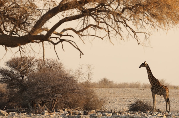 Schöne dramatische Aufnahme einer Safari-Landschaft mit einer Giraffe, die unter einem getrockneten Baum steht