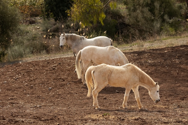 Kostenloses Foto schöne einhornpferde in der natur