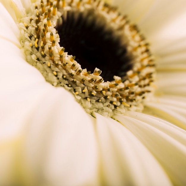 Kostenloses Foto schöne einzelne weiße blume