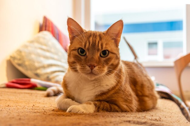 Schöne entspannte Ingwerkatze, die auf einer Couch liegt und die Kamera untersucht