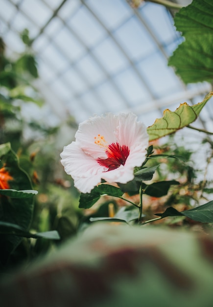 schöne exotische Blume, umgeben von Grün in einem botanischen Garten