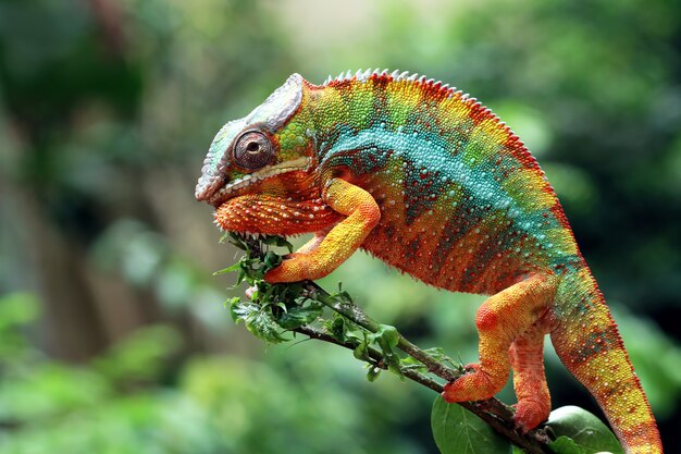 Bilder Chameleon Eyes Gratis Vektoren Fotos Und Psds