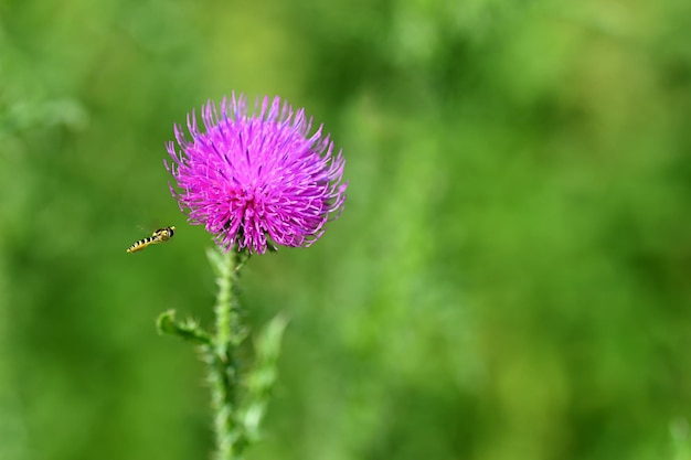 Schöne farbige Distel mit unscharfem natürlichem Hintergrund