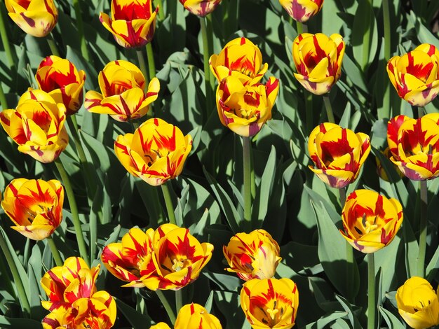 Schöne faszinierende Tulipa Sprengeri blühende Pflanzen in der Mitte des Feldes