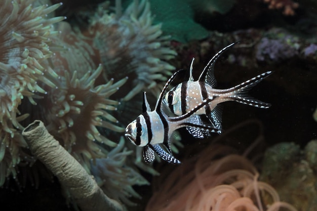 Schöne Fische auf dem Meeresboden und Korallenriffe Unterwasserschönheit von Fischen und Korallenriffen