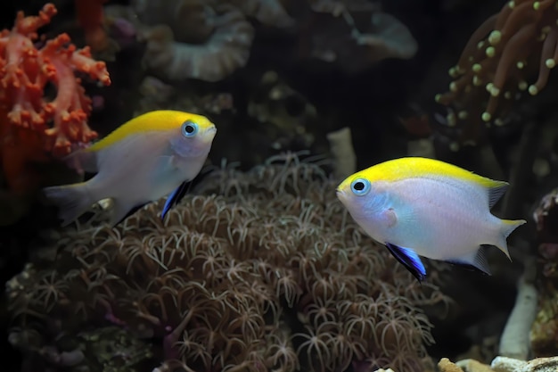 Kostenloses Foto schöne fische auf dem meeresboden und korallenriffe unterwasserschönheit von fischen und korallenriffen