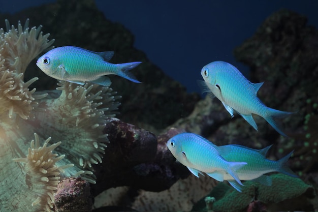 Schöne Fische auf dem Meeresboden und Korallenriffen Unterwasserschönheit von Fischen und Korallenriffen