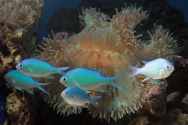 Schöne Fische auf dem Meeresboden und Korallenriffen Unterwasserschönheit von Fischen und Korallenriffen