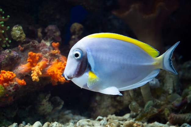 Schöne Fische auf dem Meeresboden und Korallenriffen Unterwasserschönheit von Fischen und Korallenriffen