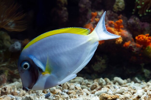 Schöne Fische auf dem Meeresboden und Korallenriffen Unterwasserschönheit von Fischen und Korallenriffen