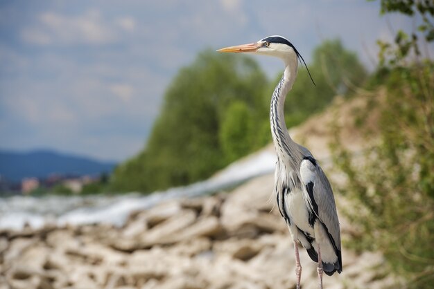 Schöne flache Fokusaufnahme eines langbeinigen Süßwasservogels namens Reiher, der auf einem Felsen steht