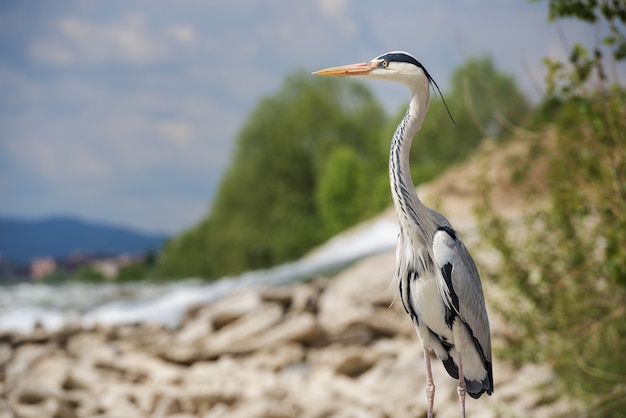 Schöne flache Fokusaufnahme eines langbeinigen Süßwasservogels namens Reiher, der auf einem Felsen steht