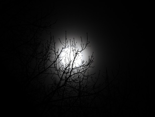 Schöne Flachwinkelaufnahme eines kahlen Baumes und des Mondes bei Nacht