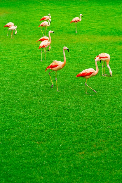 Schöne Flamingogruppe, die auf dem Gras im Park geht