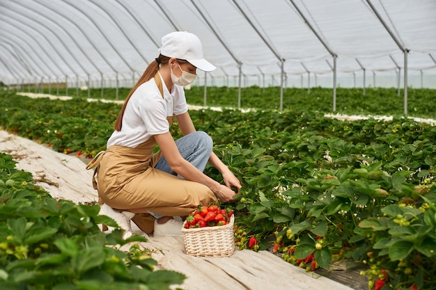 Schöne Frau, die reife Erdbeeren im Gewächshaus pflückt