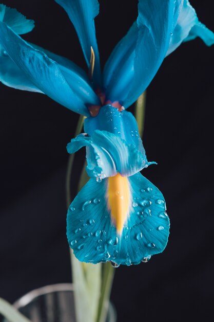 Schöne frische azurblaue Blume im Tau im Vase