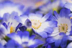 Kostenloses Foto schöne frische blaue blüten