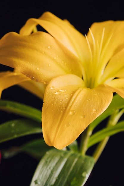 Schöne frische Blume im Tau