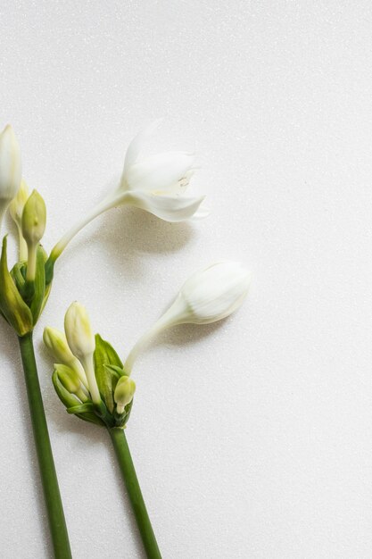 Schöne frische Blume mit den Knospen auf weißem strukturiertem Hintergrund