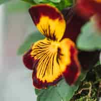 Kostenloses Foto schöne frische bunte blüte