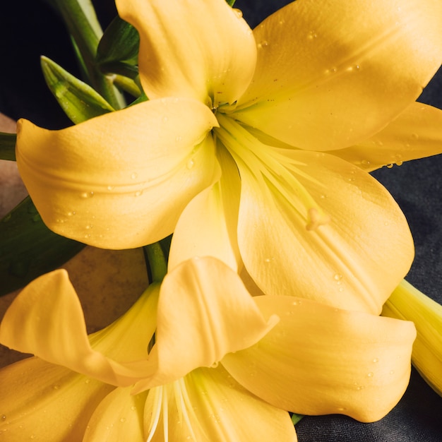 Schöne frische gelbe Blüte im Tau