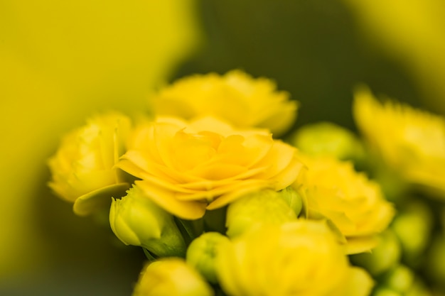 Kostenloses Foto schöne frische gelbe blüten