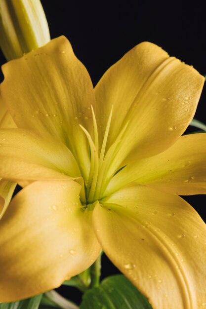Schöne frische gelbe Blume im Tau