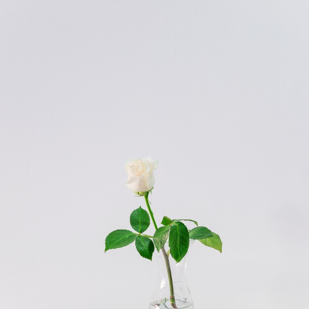 Schöne frische helle Blüte im Vase mit Wasser