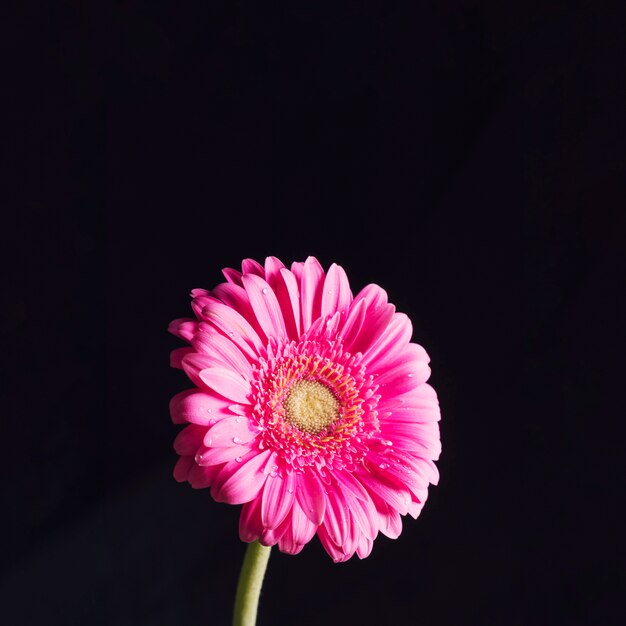 Schöne frische helle rosafarbene Blüte im Tau