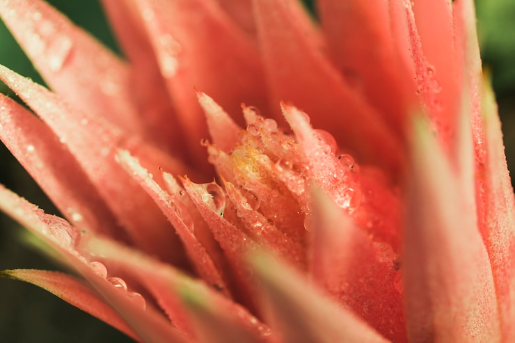 Kostenlose Foto schöne frische rosa blüte mit tau