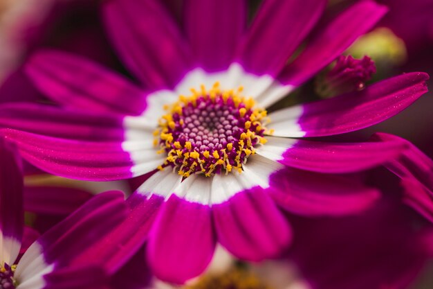 Schöne frische violette Blüte