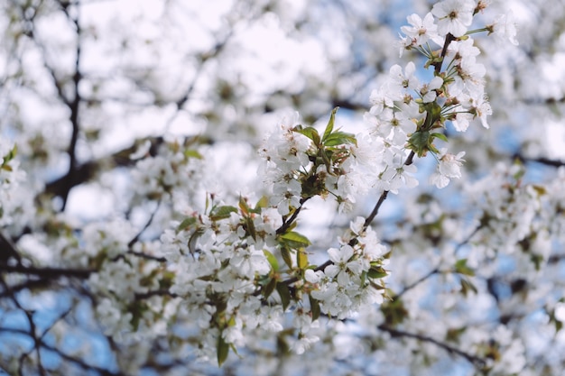 Schöne Frühlingsblüte im Englischen Garten in München.