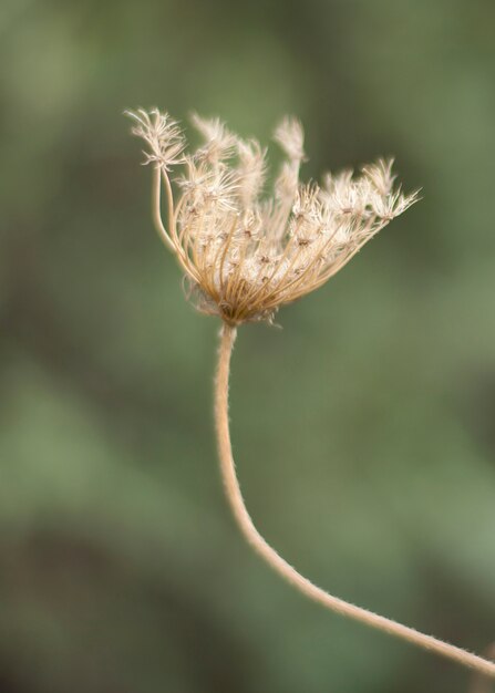 Schöne Frühlingsblume