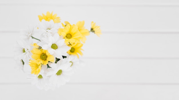 Schöne Gänseblümchen von weißen und gelben Farben