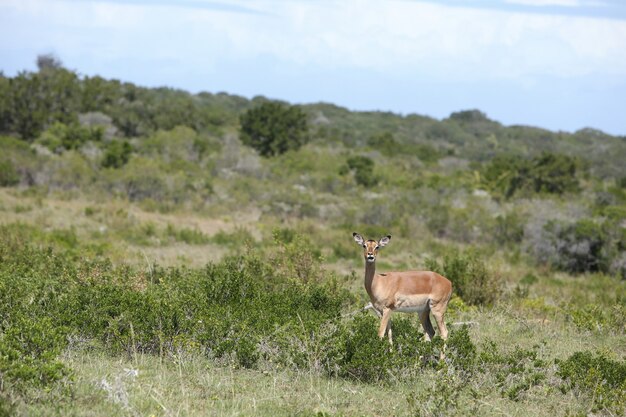 Schöne Gazelle, die allein in der Mitte eines mit Gras und Bäumen bedeckten Feldes steht