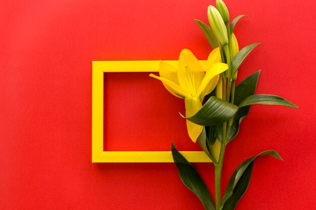 Schöne gelbe Lilie blüht und leerer leerer Rahmen gegen roten Hintergrund