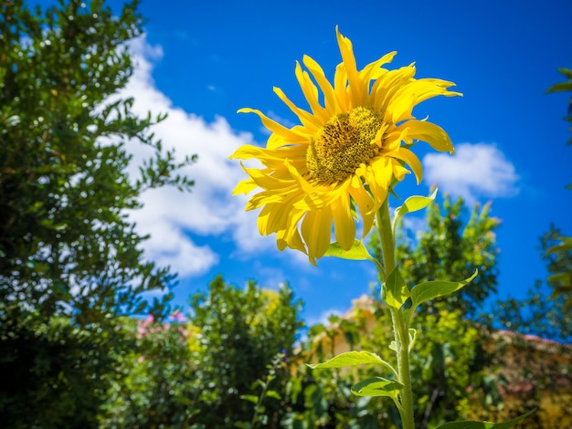 Schöne gelbe Sonnenblume unter dem atemberaubenden hellen Himmel