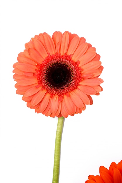 Schöne Gerbera auf Weiß