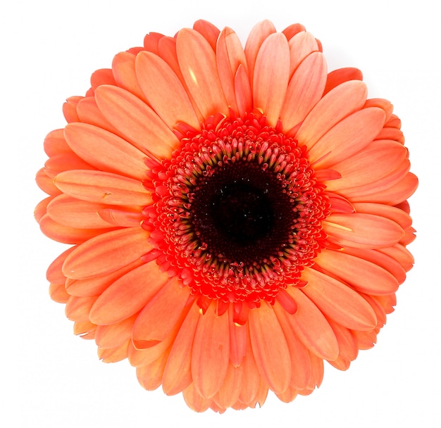 Schöne Gerbera auf Weiß