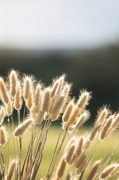 Schöne goldene Pflanzen in der Natur