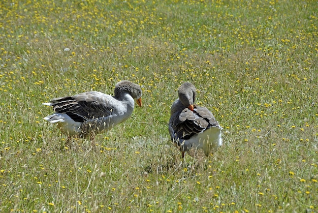 Schöne graue Gänse, die auf dem Feld voller blühender gelber Blumen spazieren gehen