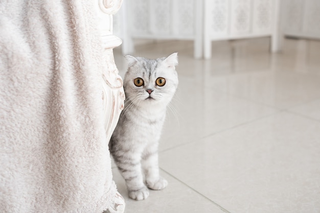 Schöne graue Tabbykatze mit gelben Augen steht auf weißem Boden