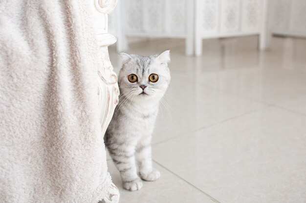 Schöne graue Tabbykatze mit gelben Augen steht auf weißem Boden