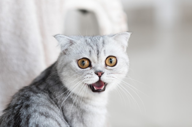 Schöne graue Tabbykatze mit gelben Augen steht auf weißem Boden