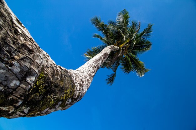 Schöne große Palme am Meer, das Konzept von Freizeit und Reisen